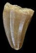 Mosasaurus Tooth - Morocco #43375-1